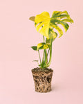 Monstera Deliciosa Aurea Variegada M