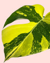 Monstera Deliciosa Aurea Variegada M - Pur Plant