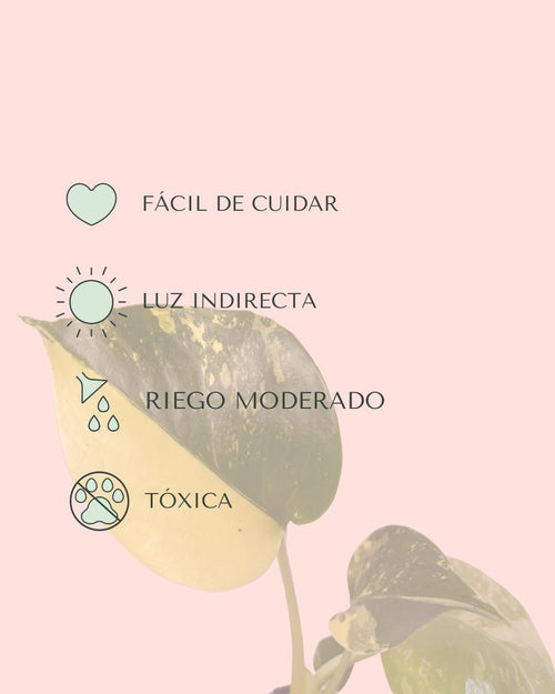 Monstera Deliciosa Aurea Variegada Mini - Pur Plant