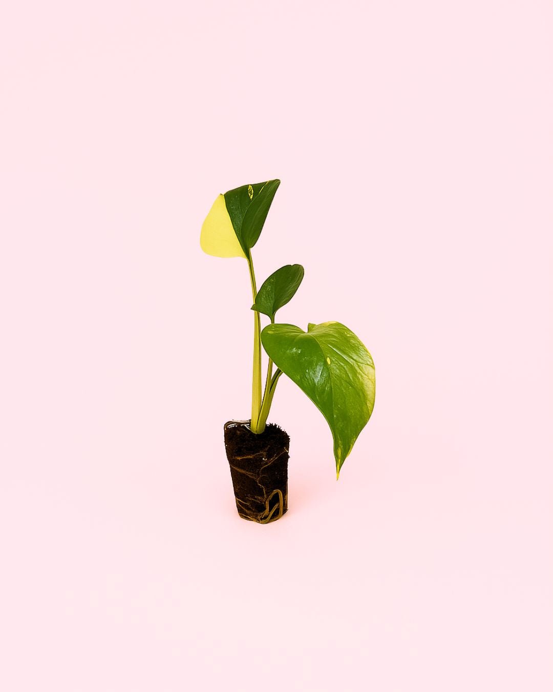 Monstera Deliciosa Aurea Variegada Mini - Pur Plant