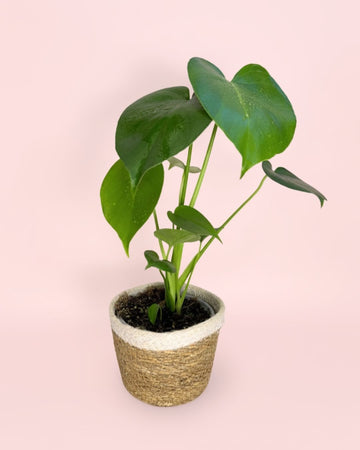 Monstera Deliciosa Com Cachepot Juta Natural