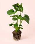 Monstera Deliciosa L.