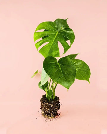 Monstera Deliciosa M