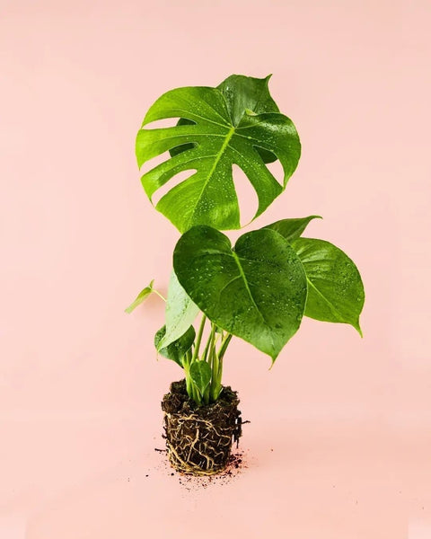 Monstera Deliciosa M