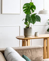 Monstera Deliciosa M - Pur Plant