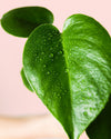 Monstera Deliciosa Mini - Pur Plant