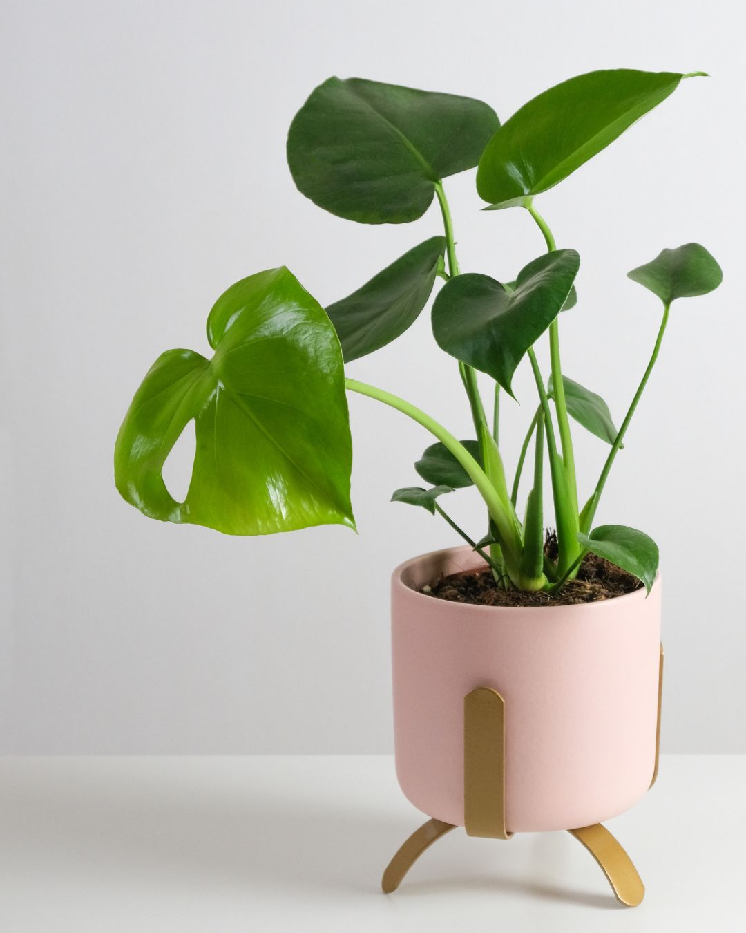 Monstera Deliciosa Mini - Pur Plant