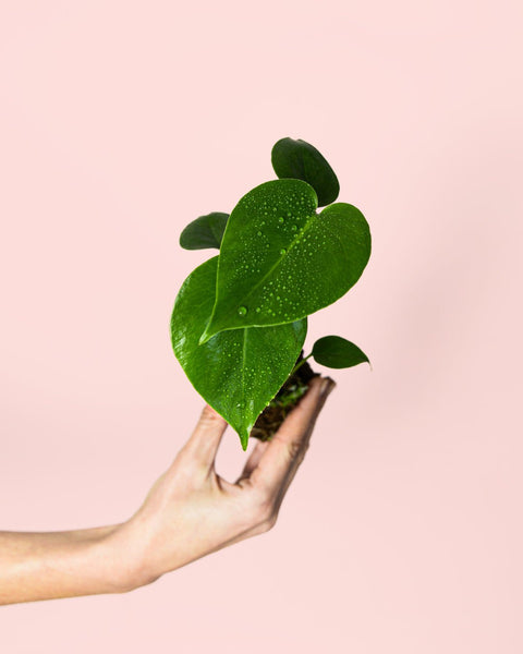 Monstera Deliciosa Mini
