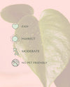 monstera-deliciosa-mini-care