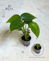 monstera-deliciosa-mini-real