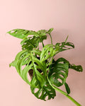 Monstera Esqueleto L