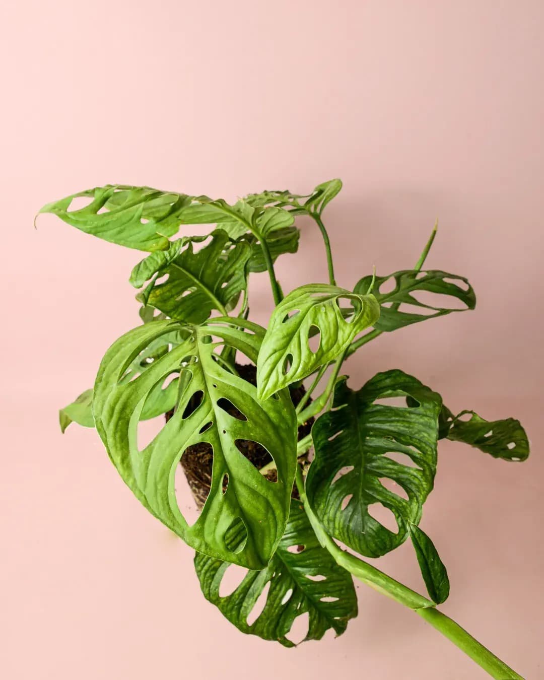 Monstera Esqueleto L - Pur Plant