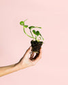 Monstera Esqueleto Mini - Pur Plant