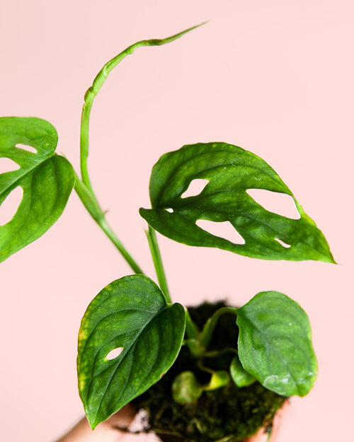 Monstera Esqueleto Mini - Pur Plant