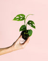 Monstera Esqueleto Mini - Pur Plant