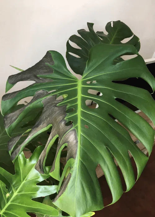monstera-hojas-negras-ennegrecidas-problemas