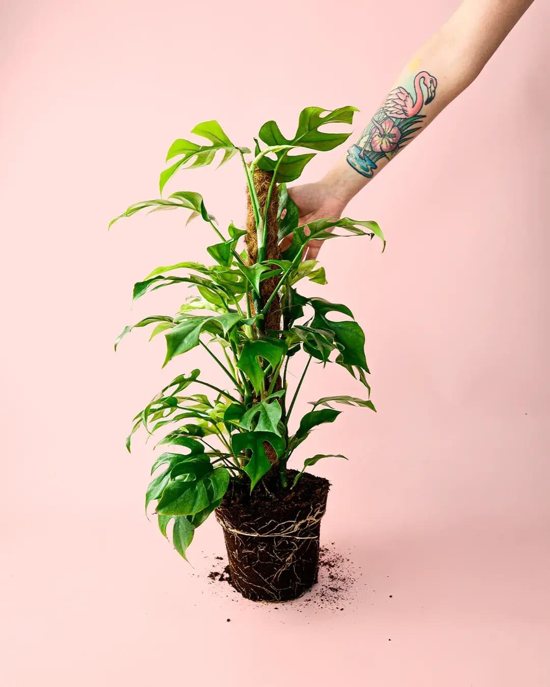 Monstera Minima L - Pur Plant