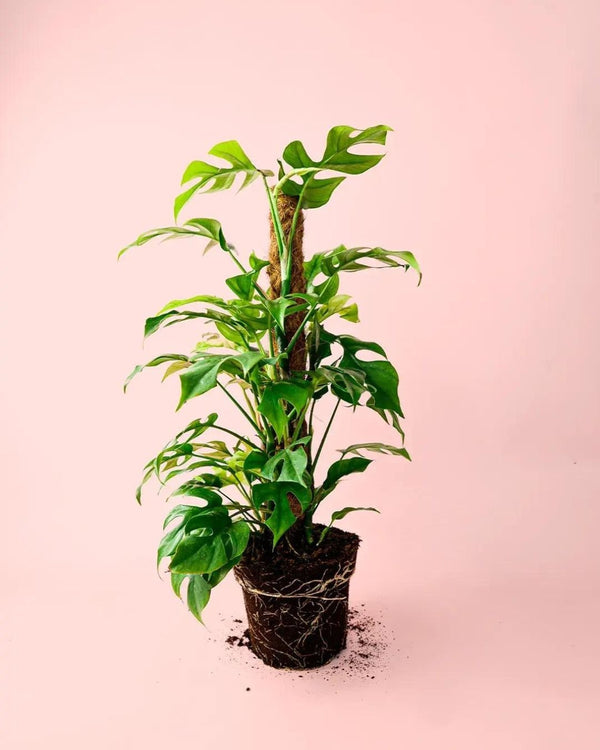 Como Cuidar da Monstera Minima