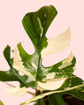Monstera Minima Variegada M