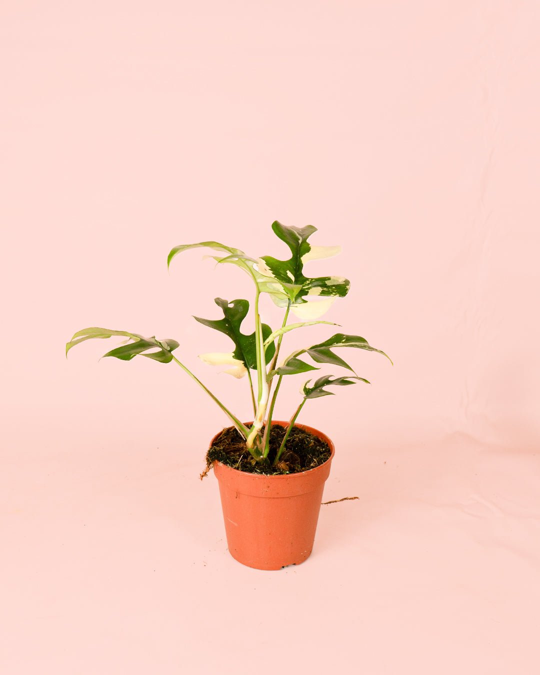 Monstera Minima Variegada M - Pur Plant