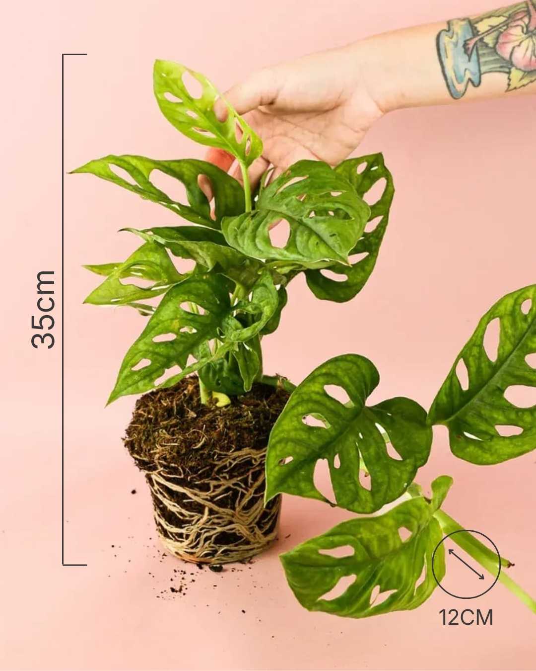 Monstera Monkey Adansonii M - Pur Plant