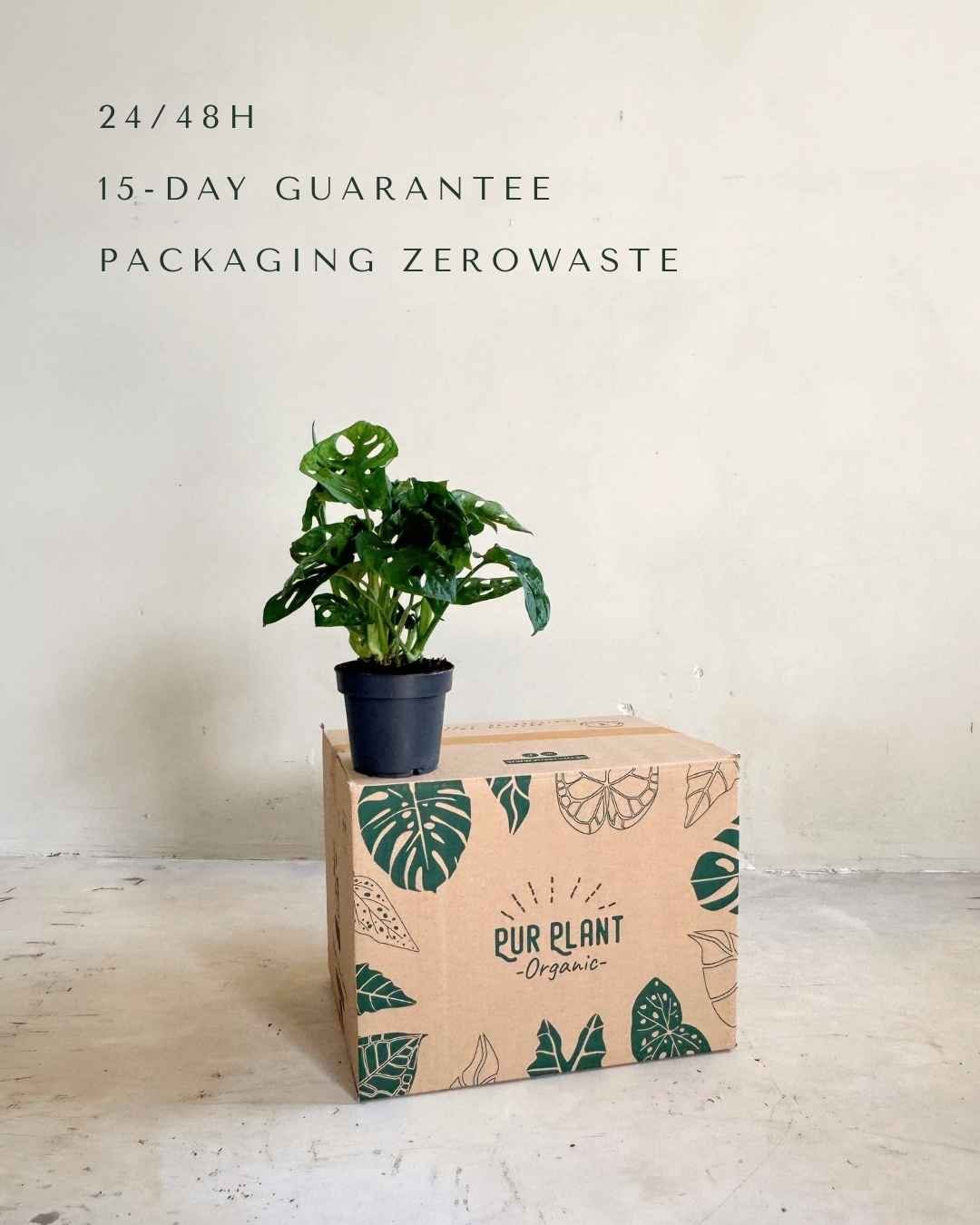 Monstera Monkey Adansonii M - Pur Plant