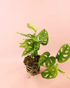 Monstera Monkey Adansonii M - Pur Plant