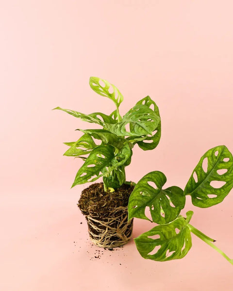 Monstera Monkey Adansonii M