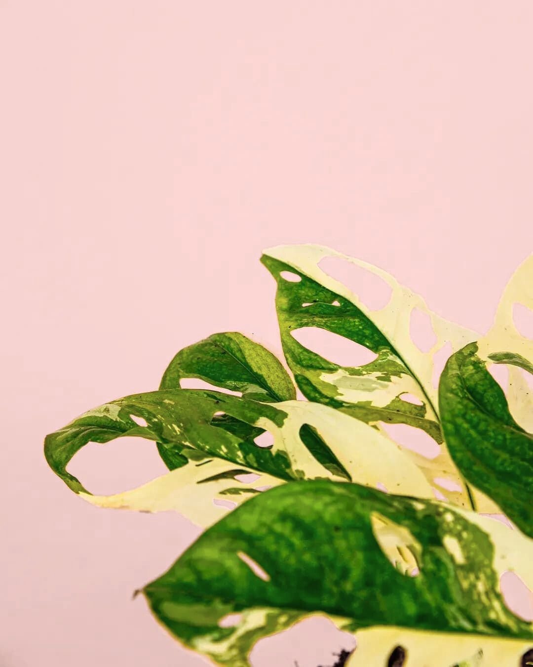 Monstera Monkey Variegada M - Pur Plant