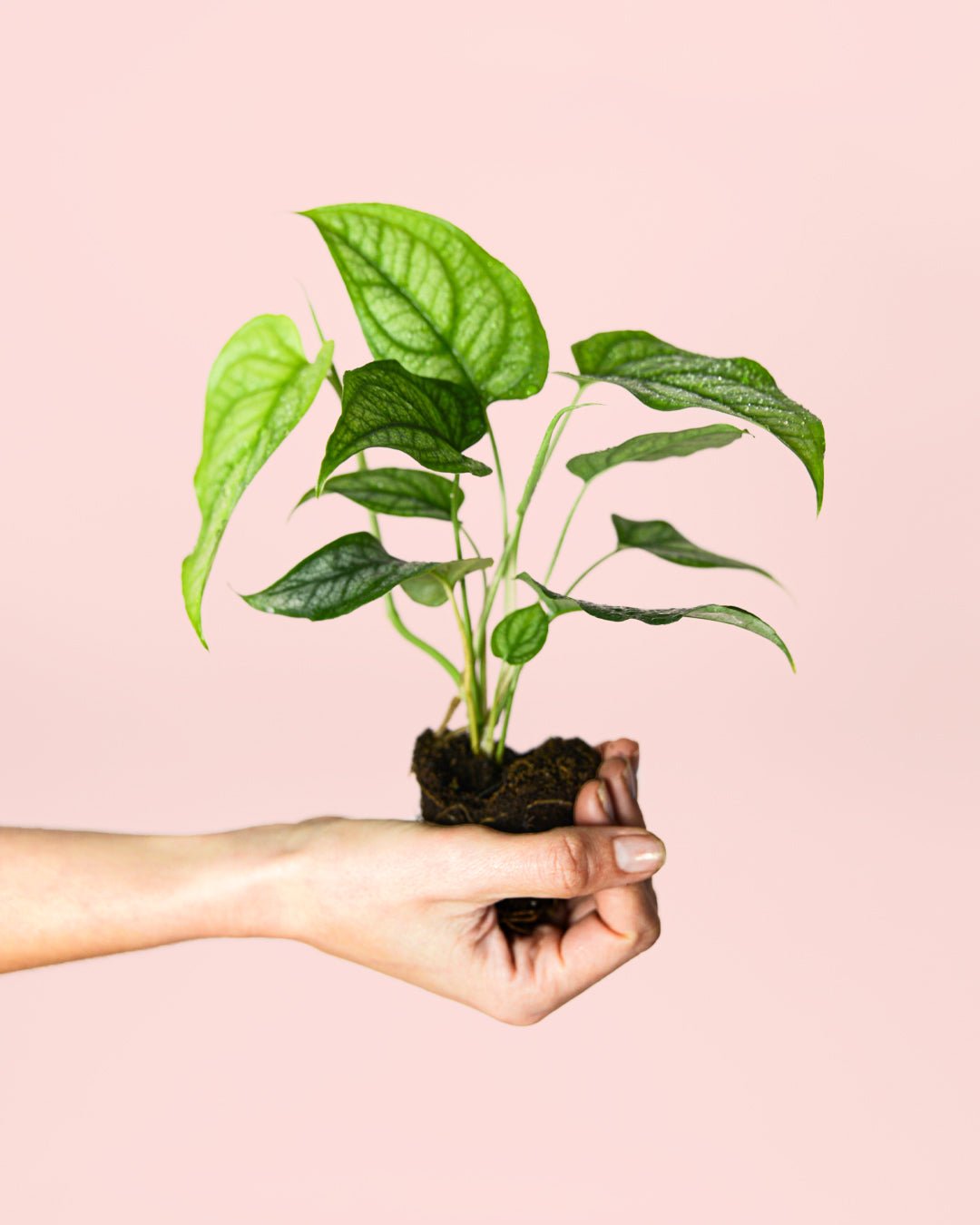 Monstera Siltepecana Mini - Pur Plant