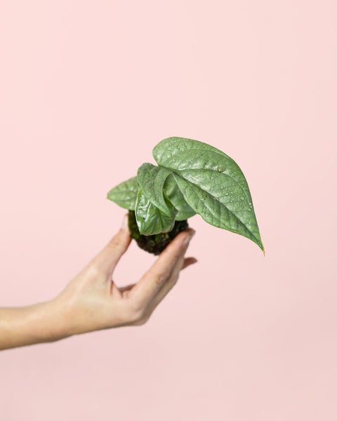 Monstera Amydrium Silver Mini