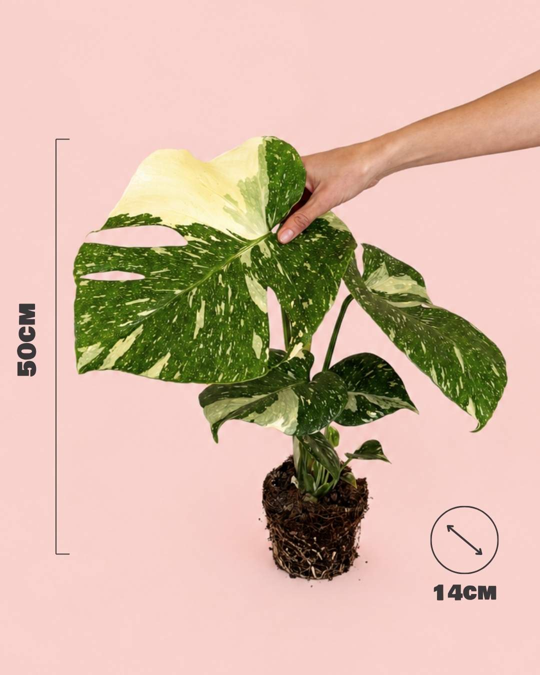 Monstera Thai Constellation L - Pur Plant