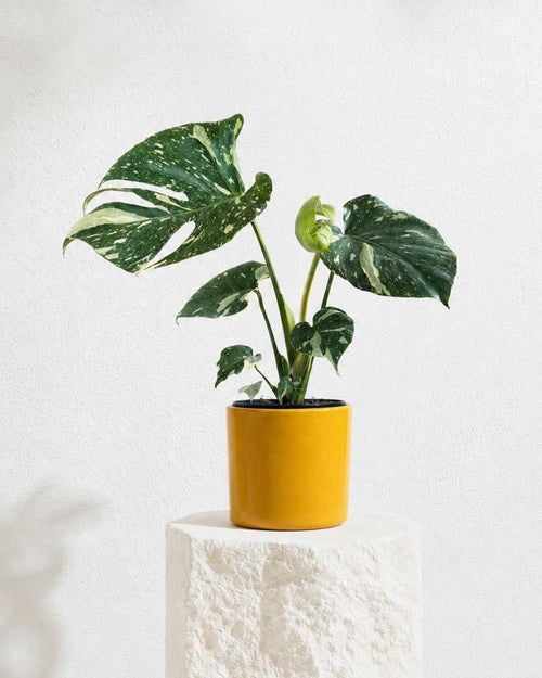 Monstera Thai Constellation L - Pur Plant