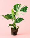 Monstera Thai Constellation L - Pur Plant