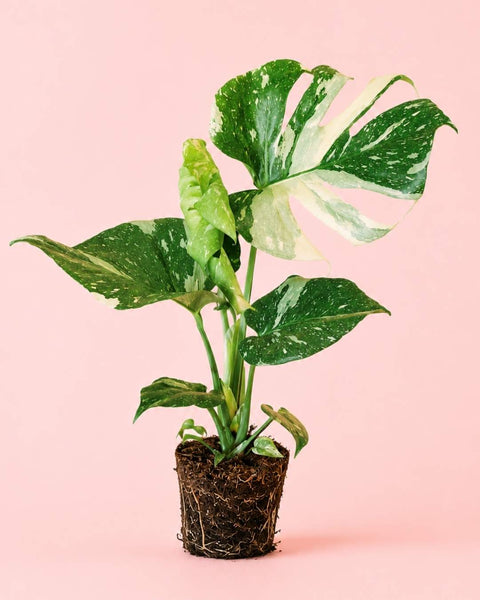 Monstera Thai Constellation L