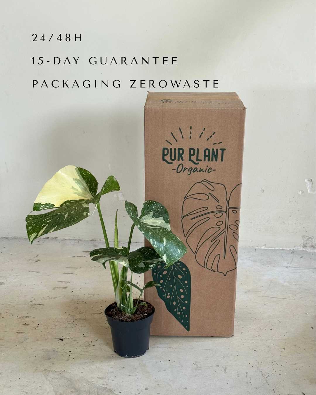 Monstera Thai Constellation L - Pur Plant