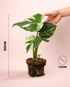 Monstera Thai Constellation M - Pur Plant