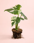 Monstera Thai Constellation M