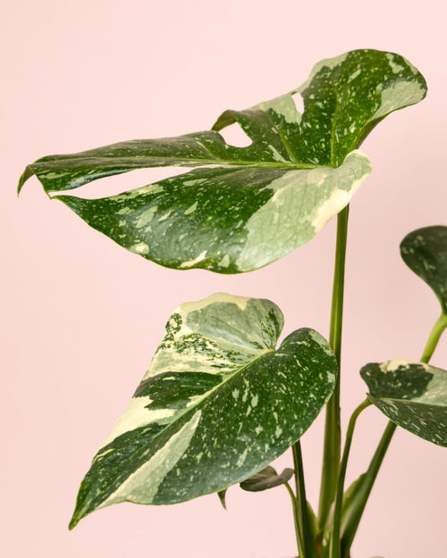 Monstera Thai Constellation M - Pur Plant