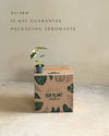 Monstera Thai Constellation Mini - Pur Plant