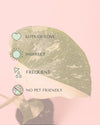 Monstera Thai Constellation Mini - Pur Plant