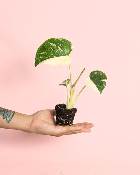 Monstera Thai Constellation Mini