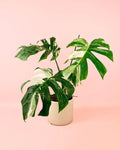 Monstera Variegata L