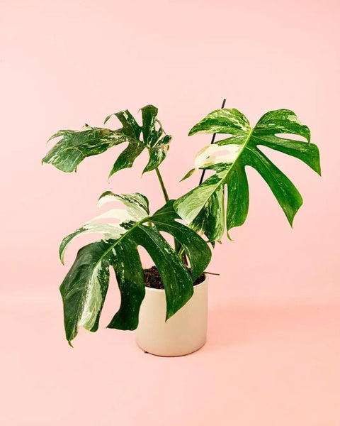Monstera Variegata L
