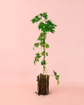 Amoreira Negra Planta M