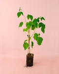Amora-vermelha Planta M