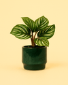 Mossy – Mini Maceta Cerámica Verde Musgo 6cm - Pur Plant