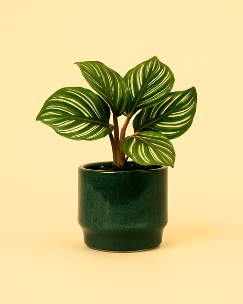 Mossy – Mini Maceta Cerámica Verde Musgo 6cm - Pur Plant