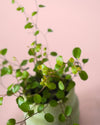 Muehlenbeckia Complexa Maori Mini - Pur Plant