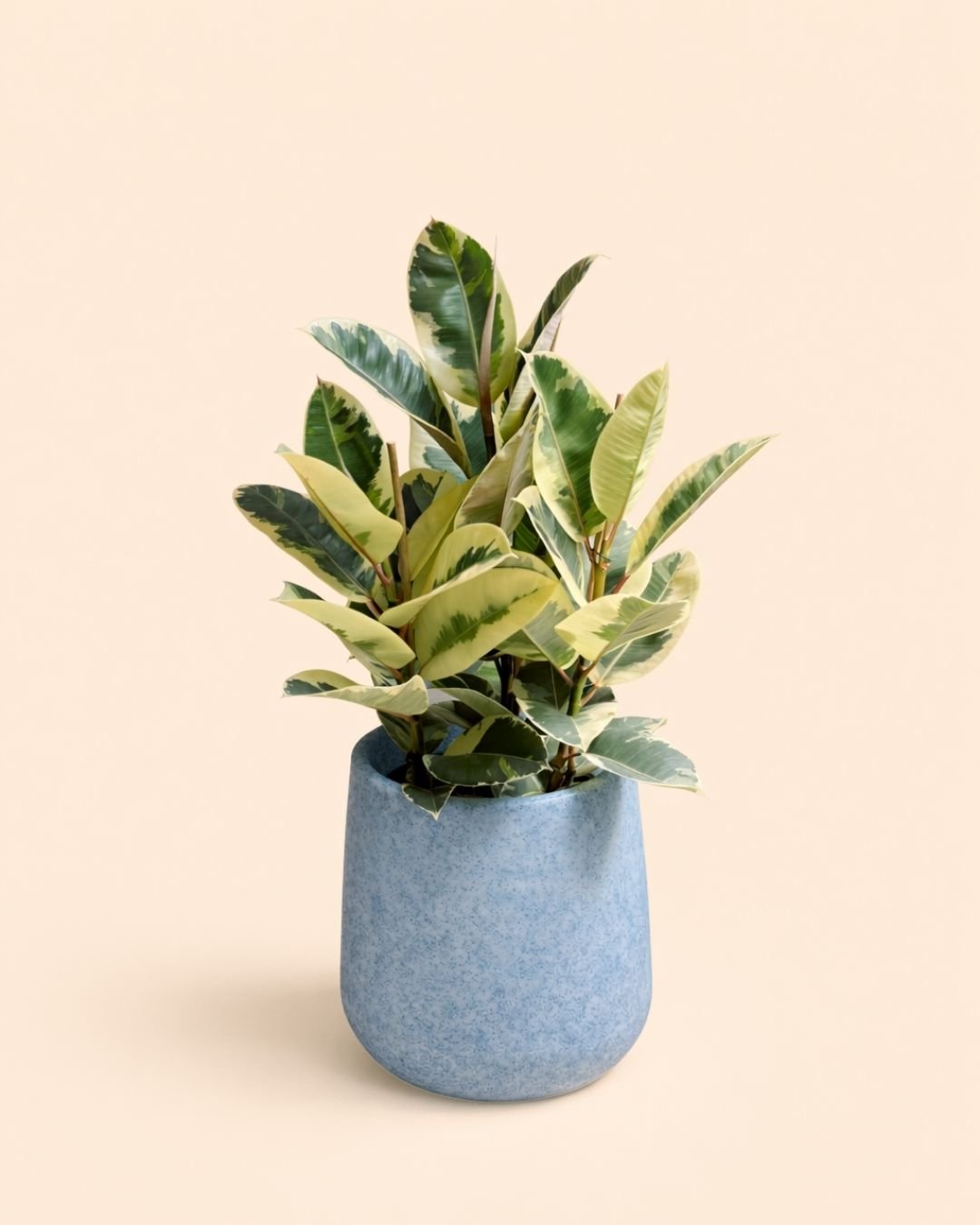 net-macetero-xl-plant